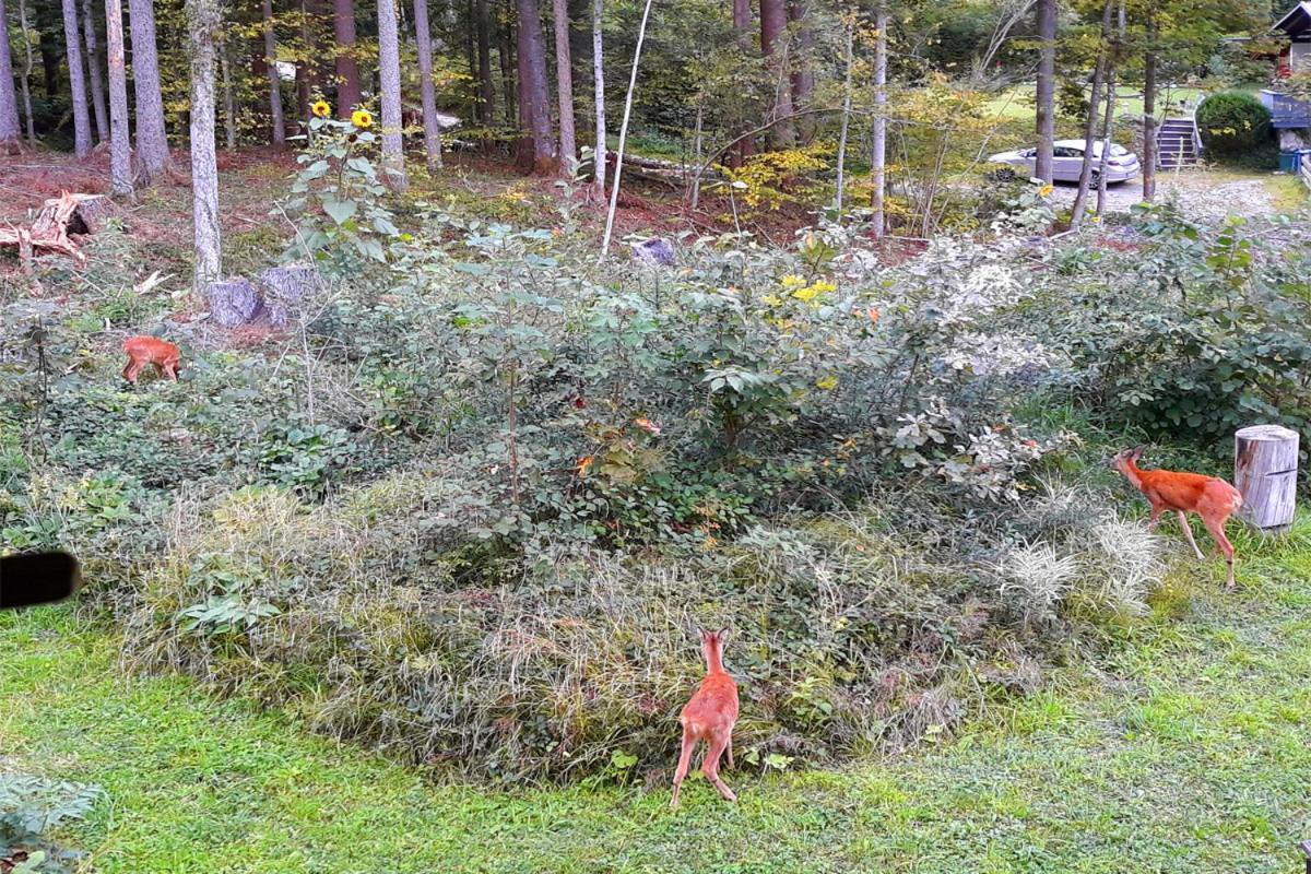 Haus Homberg Leilighet Berchtesgaden Eksteriør bilde
